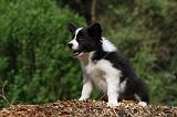 BORDER COLLIE 868